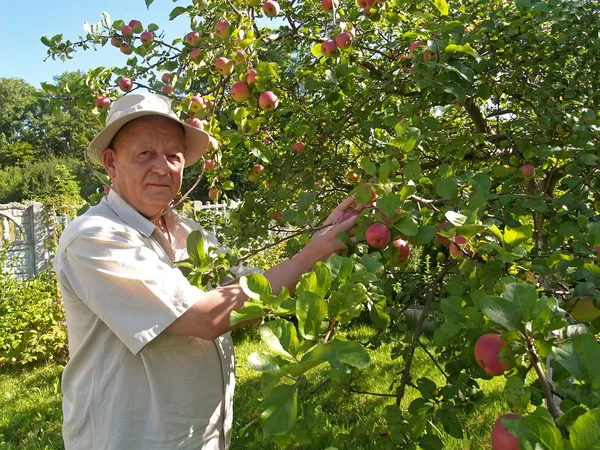 Mannen samlar äpplen på en trädgård webbplats — Stockfoto