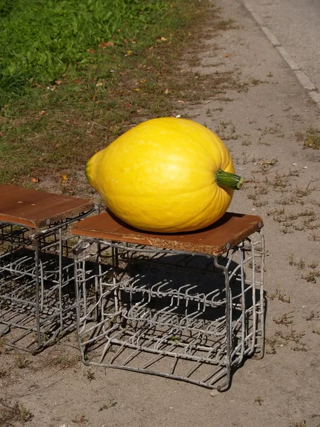 Pumpkin sale at the road — Stock Photo, Image