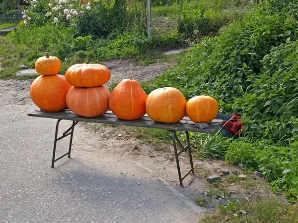 Langs de weg handel in pompoenen — Stockfoto