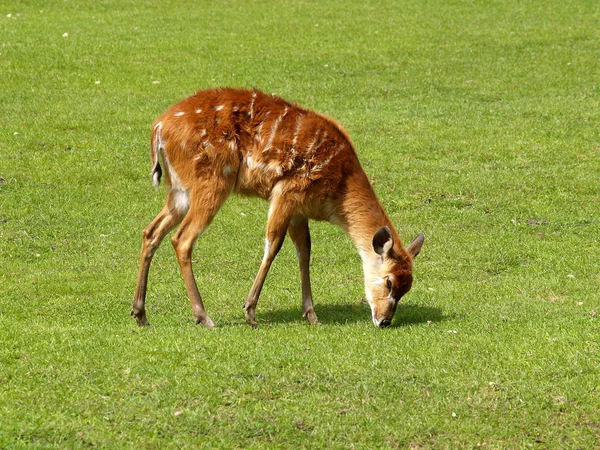 La hembra de un antílope de Sitatunga es pastada en un prado — Foto de Stock