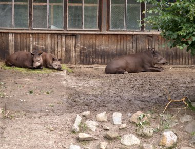 Family of tapirs in a zoo clipart