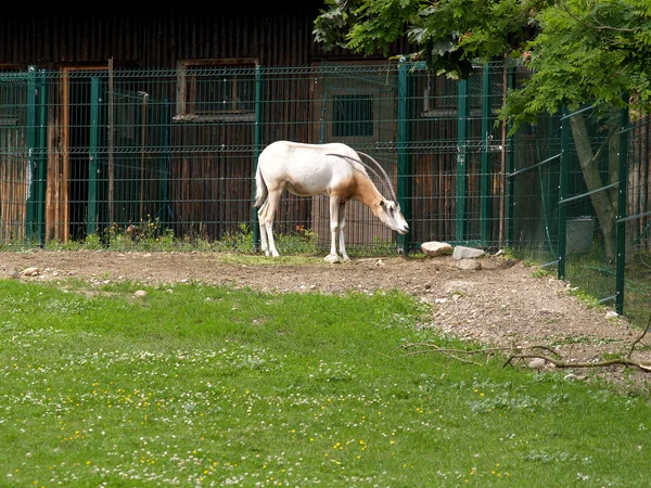 Weißer Oryx im Zoo — Stockfoto
