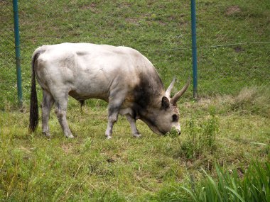 bir mera üzerinde gri Macar boğa