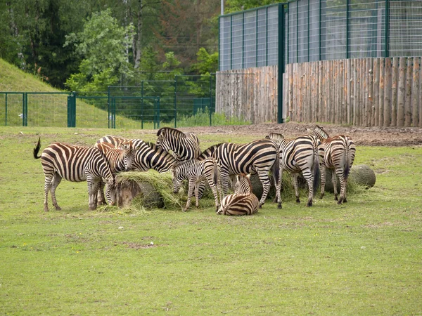 Zebras em um zoológico — Fotografia de Stock