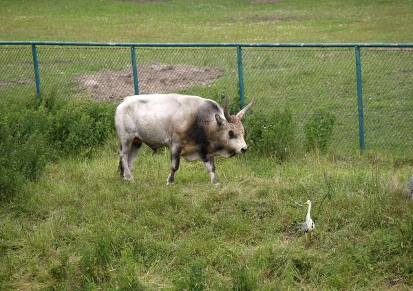 O touro húngaro cinza vai em um pasto — Fotografia de Stock