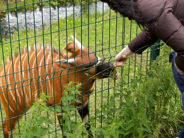 Kobieta karmi antylopy bongo w zoo — Zdjęcie stockowe