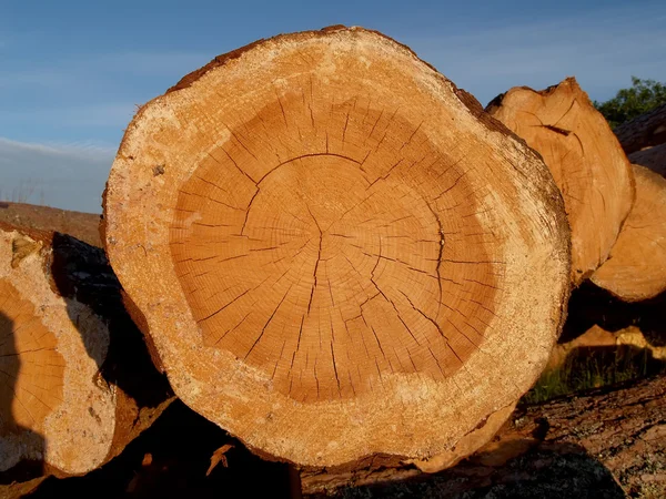 Corcunda cruzada de um tronco de pinheiro — Fotografia de Stock