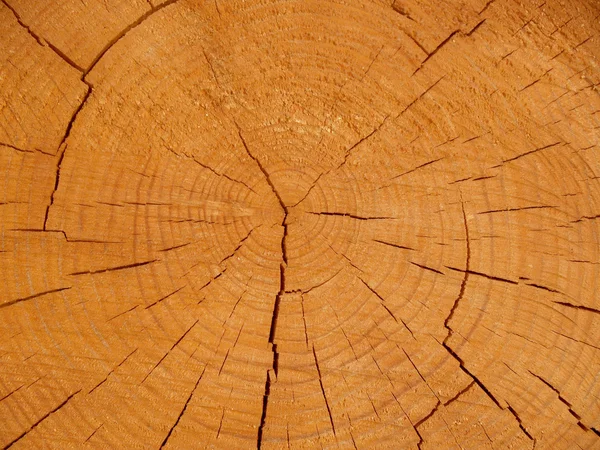 Rimborso trasversale di un tronco di pino — Foto Stock