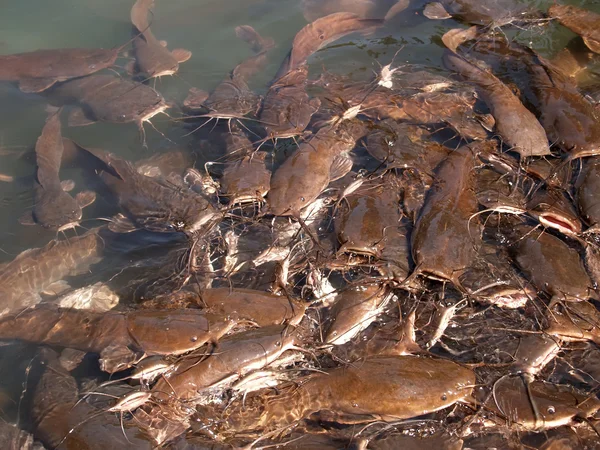 Alimentazione del seno nel fiume Giordano, Israele — Foto Stock