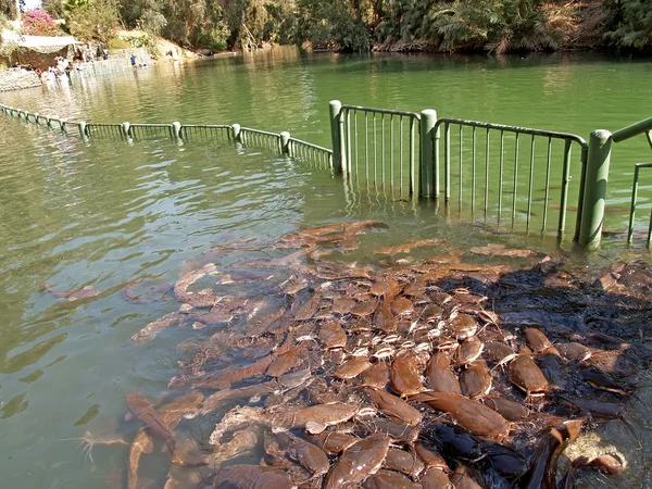 Alimentazione del seno nel fiume Giordano, Israele — Foto Stock