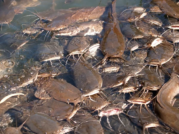 Alimentazione del seno nel fiume Giordano, Israele — Foto Stock