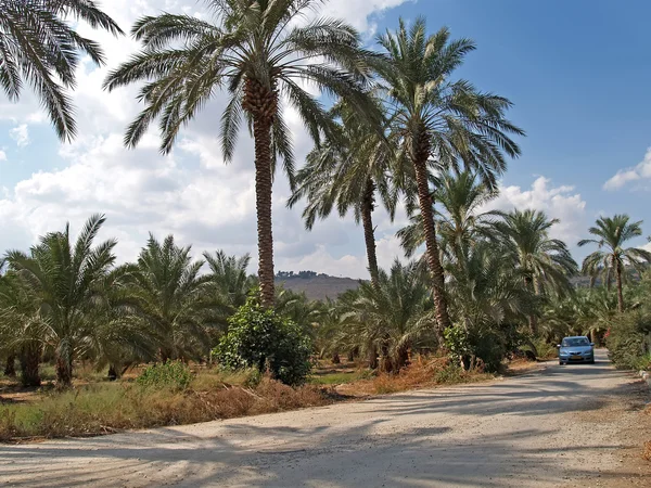 Israel Dirt road in Galilee — Stock Photo, Image