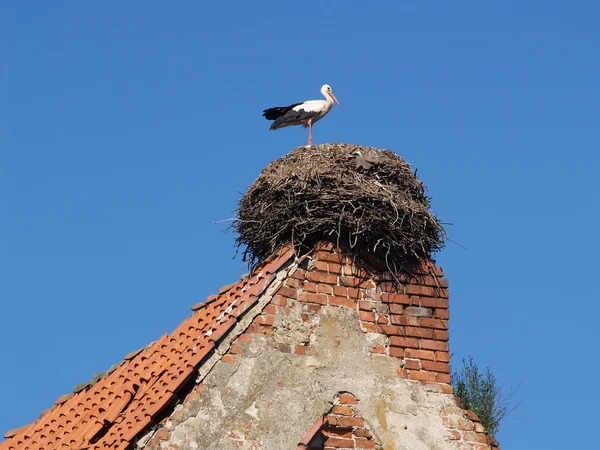 Stork in a nest on an old tile roof — Stock Photo, Image