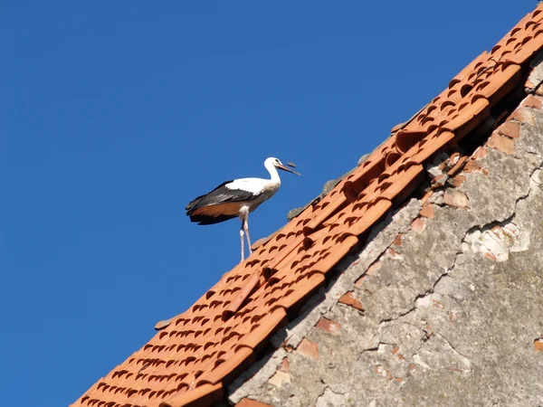 Аист стоит на старой черепичной крыше — стоковое фото