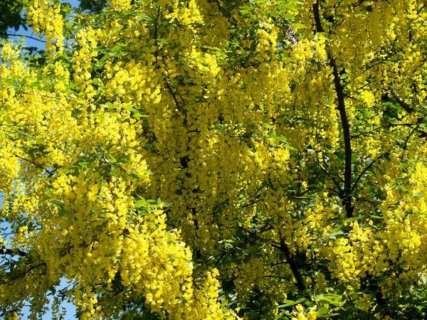 Blossoming bobovnik Ducha de oro — Foto de Stock