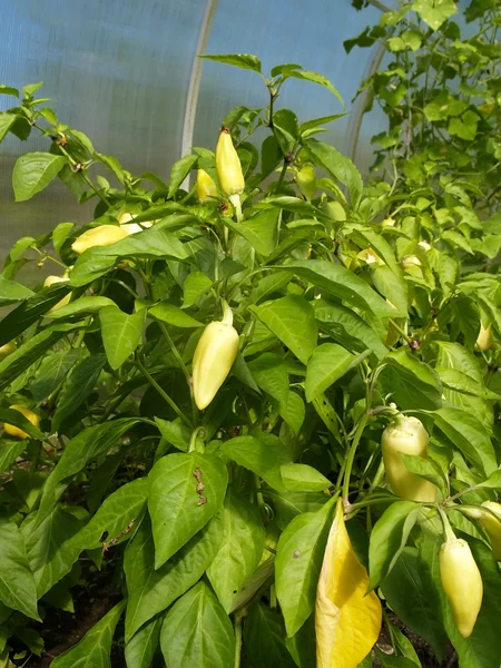 De paprika groeien in de serre — Stockfoto