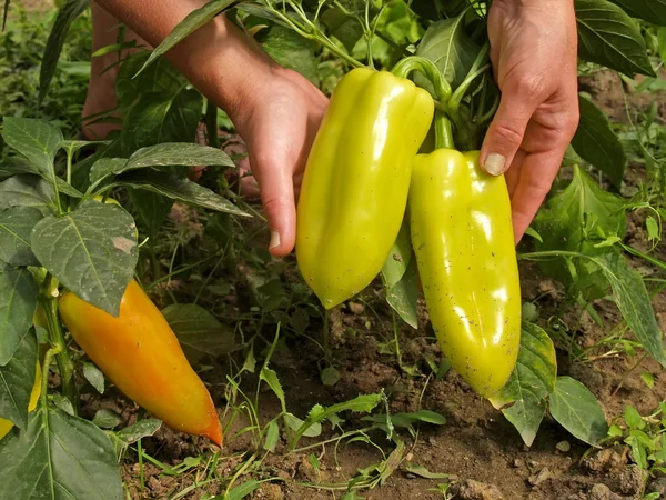 Récolte de paprika dans les mains — Photo