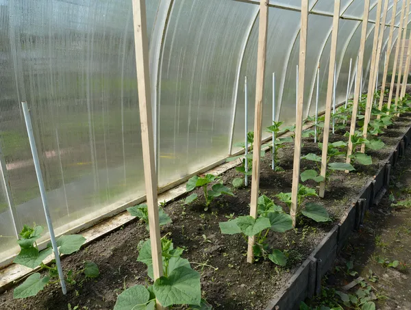 Plántulas adultas de pepinos en el invernadero —  Fotos de Stock