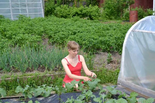 The young woman collects caterpillars from cabbage leaves — Stock Photo, Image