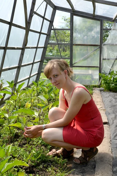 La jeune femme dans la serre avec des aubergines — Photo