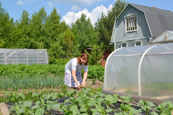 The woman collects caterpillars from cabbage leaves — Stock Photo, Image