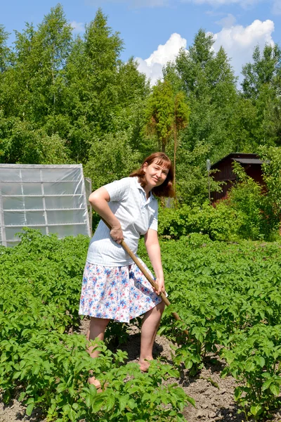 La femme monte des pommes de terre sur une section rurale — Photo