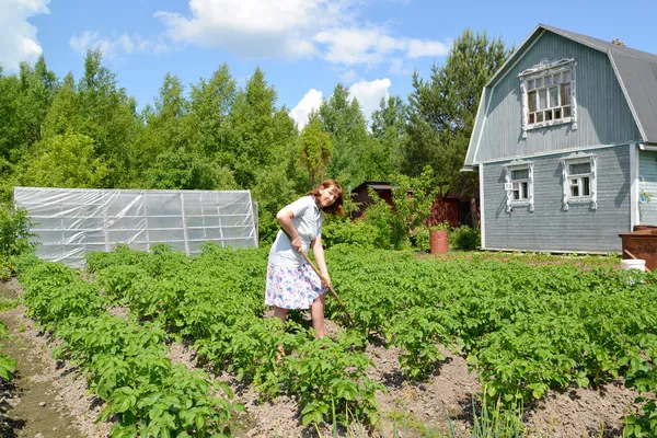 La femme monte des pommes de terre sur une section rurale — Photo