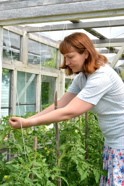 Die Frau reißt Stiefsöhne von Tomaten im Gewächshaus ab — Stockfoto