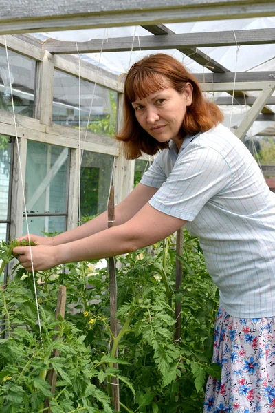 The woman tears off stepsons of tomatoes in the greenhouse — Stock Photo, Image