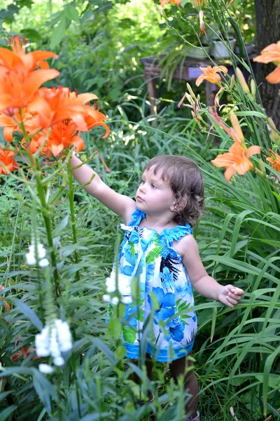 La petite fille regarde les lis de jardin — Photo