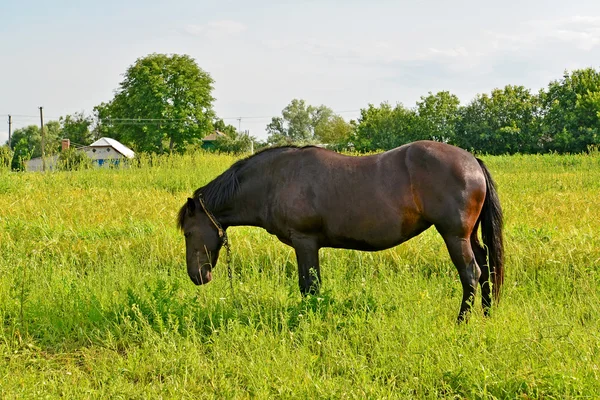 Το άλογο του μαύρο χρώμα είναι βόσκουν σε ένα λιβάδι — Φωτογραφία Αρχείου