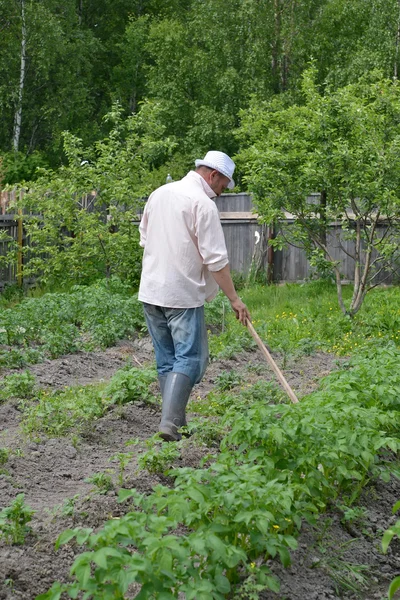 The man weeds potatoes on a country section — Stock Photo, Image