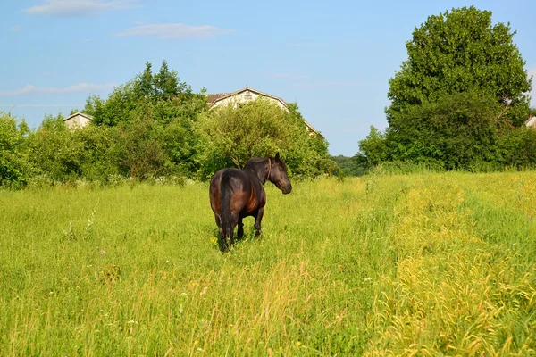 Rural landscape with a black horse — Stock Photo, Image