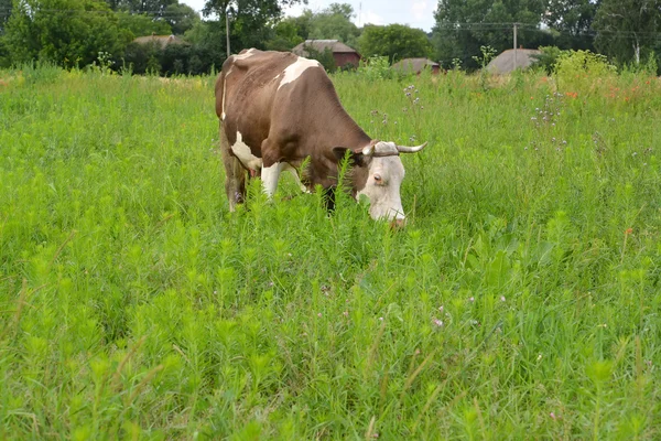 Сельский пейзаж с коровьим пастбищем — стоковое фото