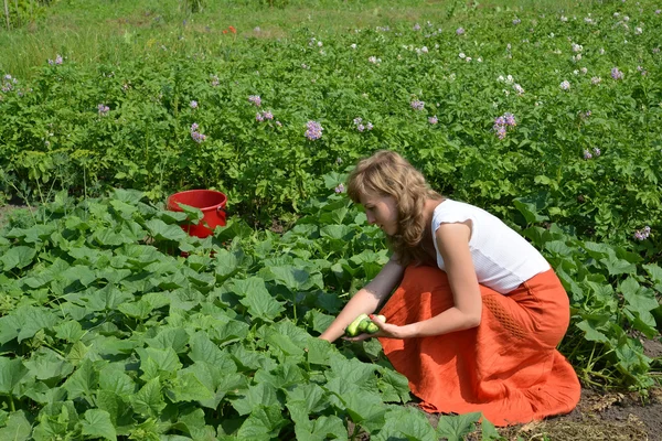 Mladá žena shromažďuje okurky z lůžka — Stock fotografie