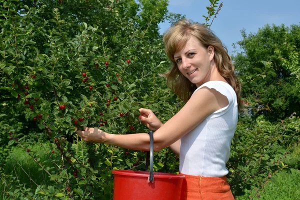 Молодая женщина собирает вишню в саду — стоковое фото