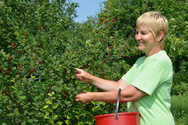 Kvinnan samlar körsbär i en trädgård — Stockfoto
