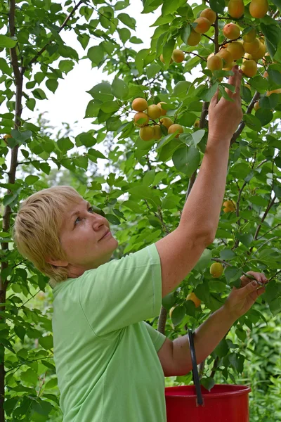 The woman collects apricots on a country section — Stock Photo, Image