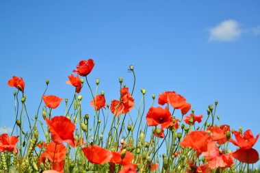 Red poppies against the blue sky clipart