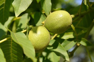 iki yeşil ceviz (Juglans regia)