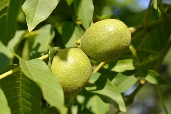 Two green walnuts (Juglans regia) — Stock Photo, Image