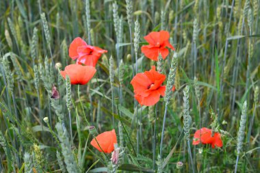 Buğday tarlasında kırmızı gelincikler