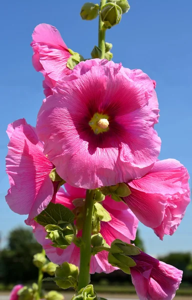 Hollyhocks rosa contra o céu azul — Fotografia de Stock