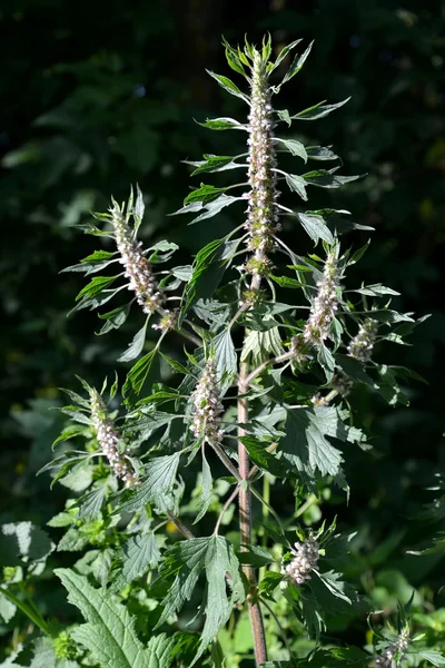 Motherwort シャギー 5 プロペラ (Leonurus quinquelobatus) — ストック写真