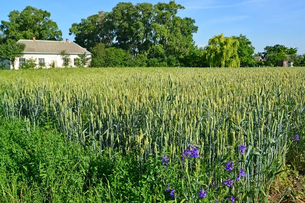Buğday alanı olan kırsal manzara — Stok fotoğraf