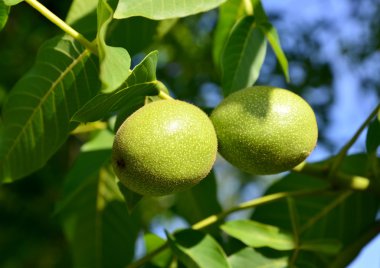 iki yeşil ceviz (Juglans regia)