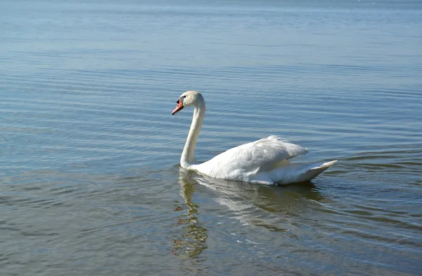 Höckerschwan schwimmt auf dem Wasser — Stockfoto