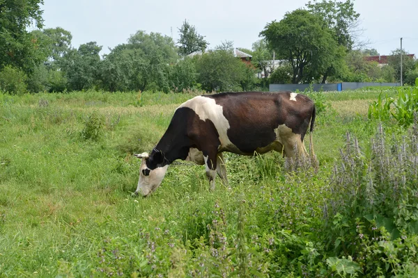 Сельский пейзаж с коровьим пастбищем — стоковое фото