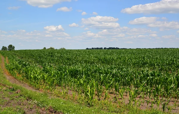 Corn field and country road — Stock Photo, Image