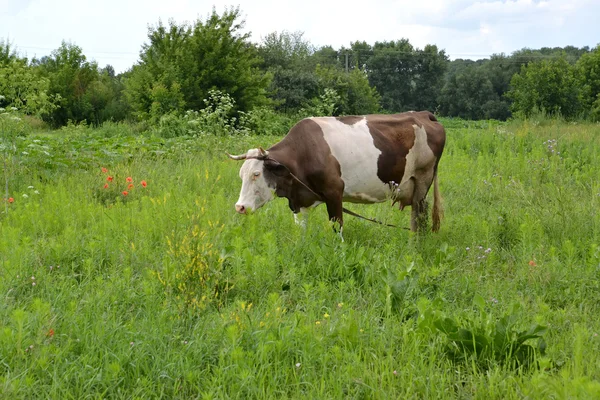 A vaca variegada é pastoreada em um pasto — Fotografia de Stock